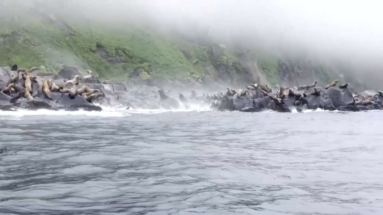 Sea lions dive into the sea as quake rocks Kamchatka cliffs