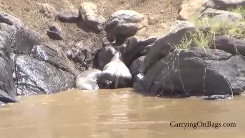 animalsanimals