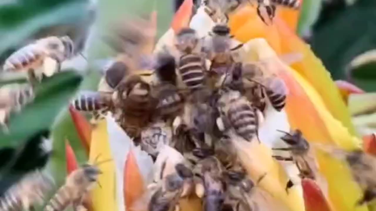 Bee fight