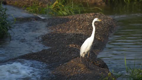 BEAUTIFUL NATURE AND BIRDS