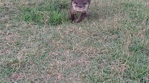 Adorable Otter Race