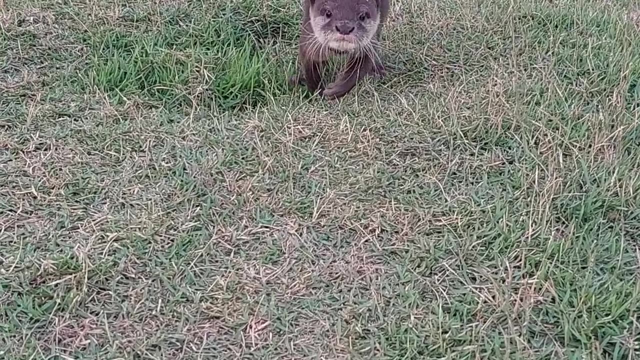 Adorable Otter Race