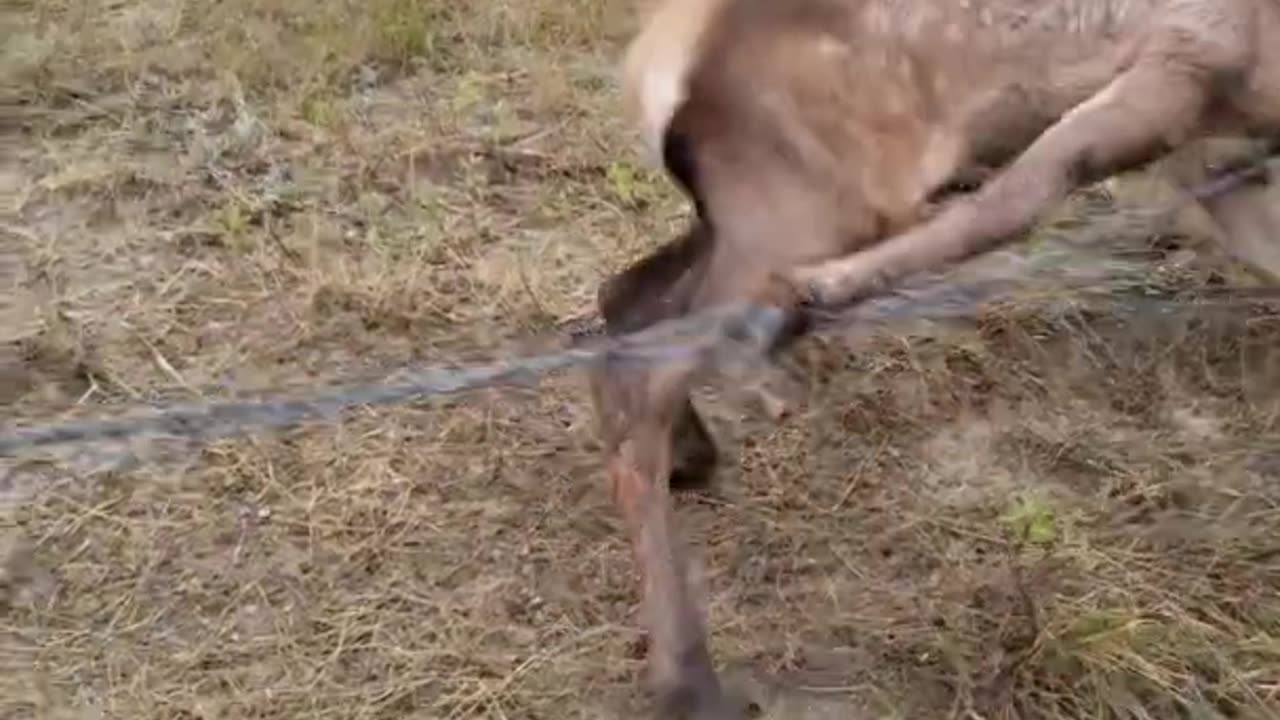 Rescuing Elk Calf From Barbed Wire Fence