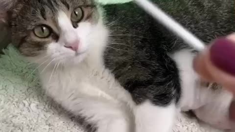 《Cats: This House Would Fall Apart Without Me! 》