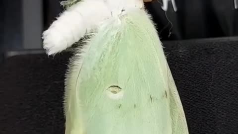 Moth Spreads Wings for the First Time!