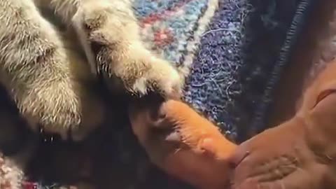 dogs & cats — pure love moment 🐶❤️🐱