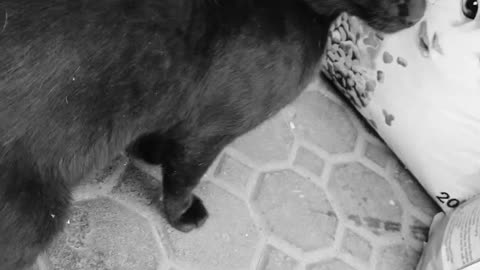 Friendly Mini Panther 😻