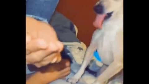 funny dog