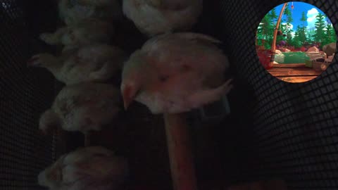 Chicken Live Stream
