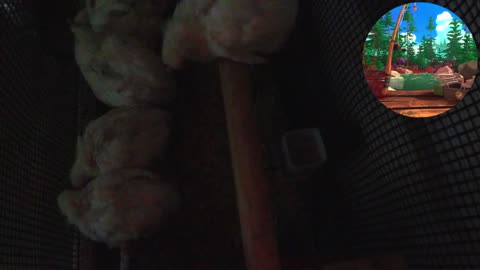Chicken Live Stream