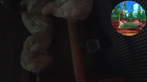 Chicken Live Stream