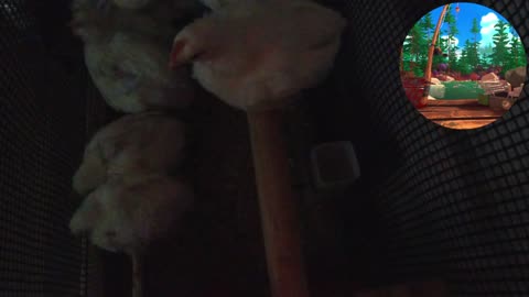 Chicken Live Stream