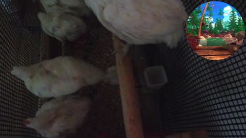 Chicken Live Stream
