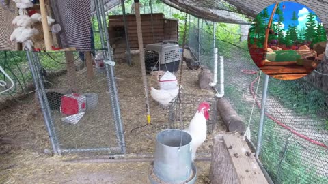 Chicken Live Stream