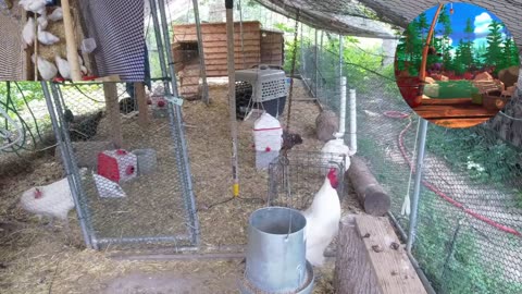 Chicken Live Stream