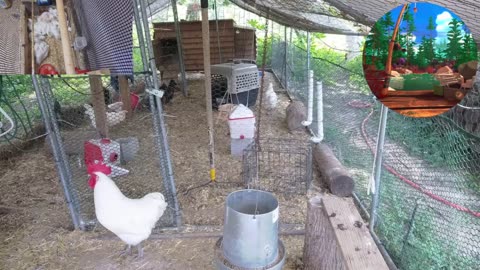 Chicken Live Stream