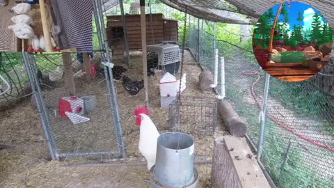 Chicken Live Stream