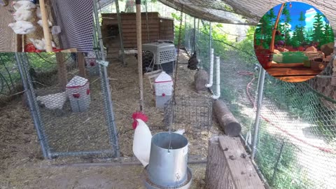 Chicken Live Stream