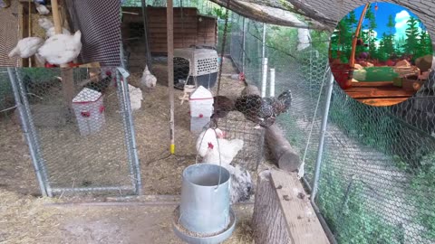 Chicken Live Stream