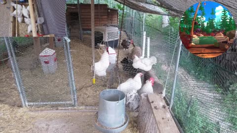 Chicken Live Stream