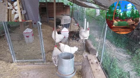 Chicken Live Stream