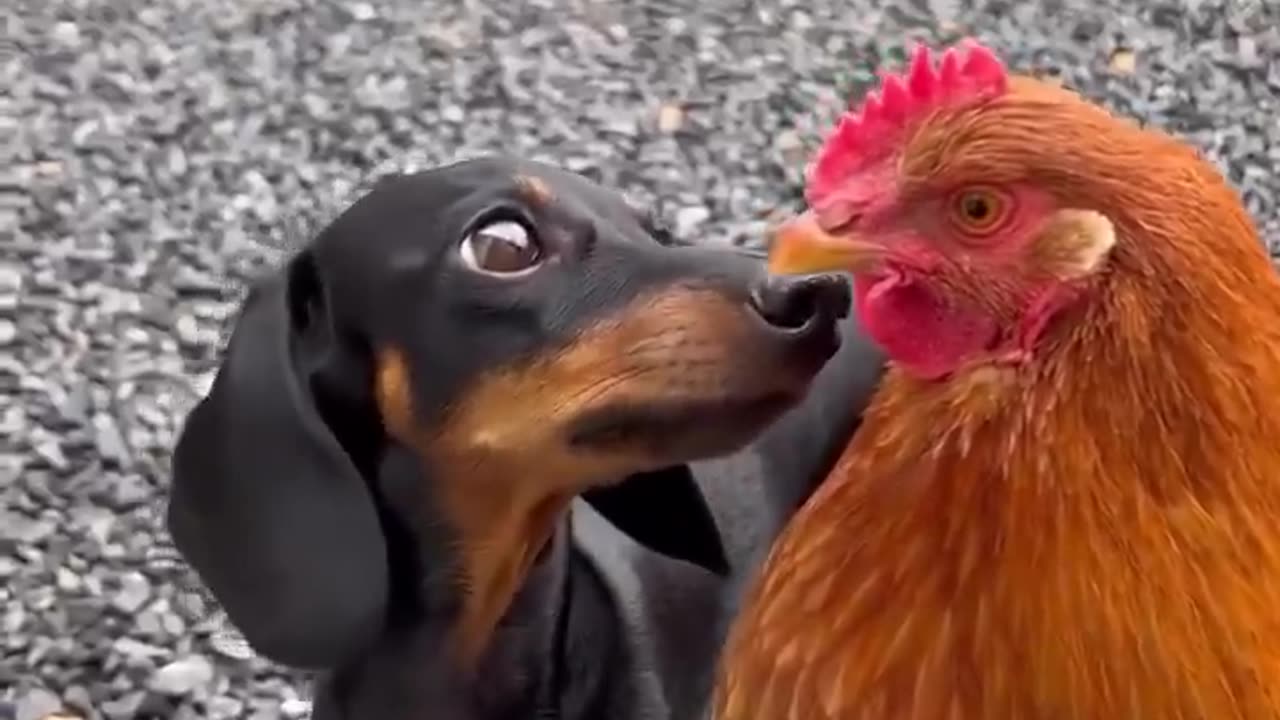 Coco just loves chicken