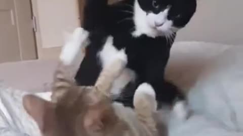 Cat WWE🥊(perfect body technique)#funnycat #pet #fyp #funnyvideos #catsoftiktok #cute #kitten #cat #f
