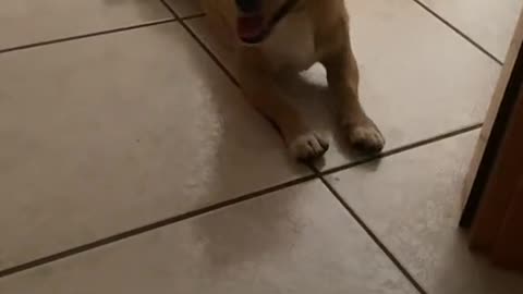 My Dog Falls Asleep Instantly – Câinele Meu Adoarme Dintr-O Dată Ca Un Îngeraș Obosit 😴🐶❤️