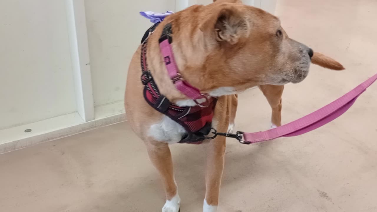 Honey aka London 8y A848417 PACC Alumni her owner stopped by Honey felt energetic20250803708