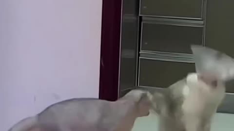 Funny Animals