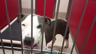 Samalee 1y A877390 kennel 9 pod 1 PACC shelter bowels kinda loose but she behaves lovely💗2025822_906