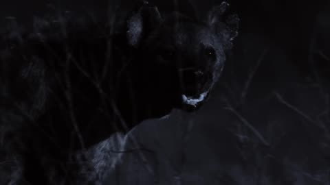 3.BBC.Life.2009-Savci