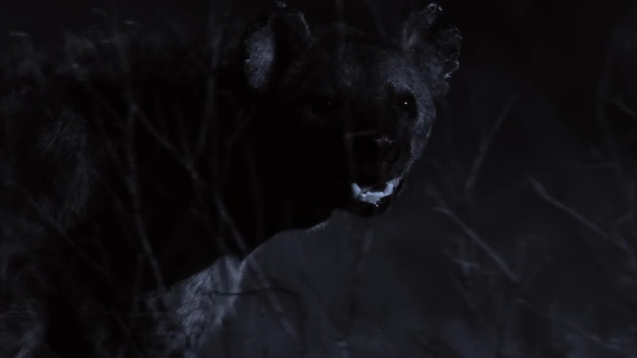 3.BBC.Life.2009-Savci