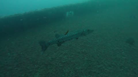 11.19.25 Jimmy Dales