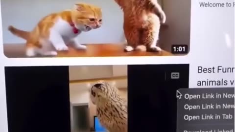 Funny animal videos