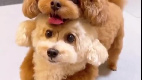 Cutest Maltese Puppies Ever 🐶💕 / Cei Mai Drăguți Cățeluși Maltese Vă Vor Topi Inima