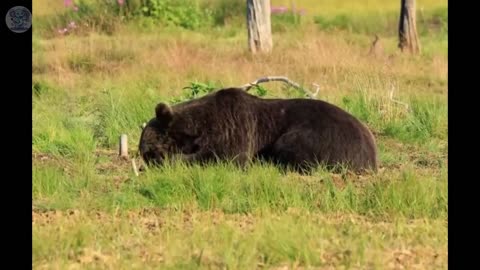 Everyone thought the bear would attack the man after being rescued, but what it did was shocking.