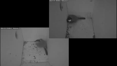 A great tit escaped from the birdhouse on New Year's Eve 2025/26 🐦🐦💥💥🎉🎉😧​