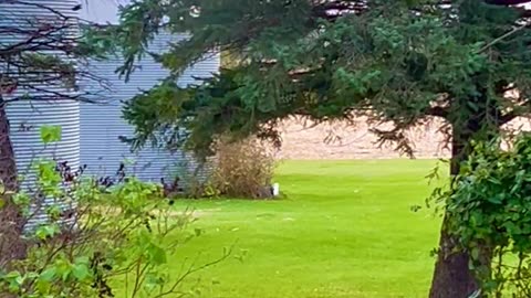 Blackbird Foraging