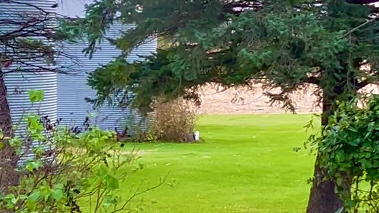 Blackbird Foraging
