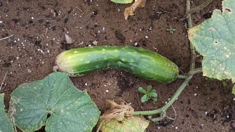 Cucumber