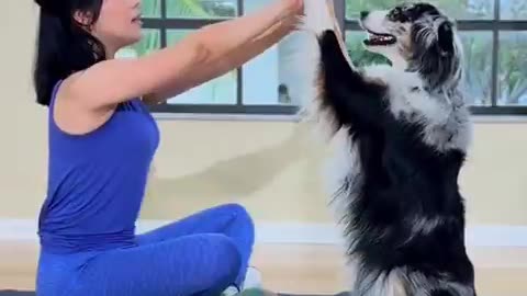Dogs can learn🙃 literally everything!