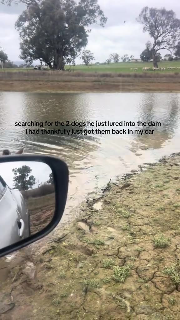 Kangaroo in Australia