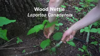 2025 Foraging Guide to Wild Mushrooms and Plants