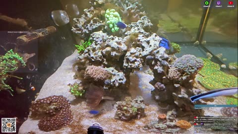 24/7 Real Live Reef Stream