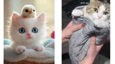 Funny Cuteee Cats