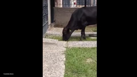 Funniest Animals video