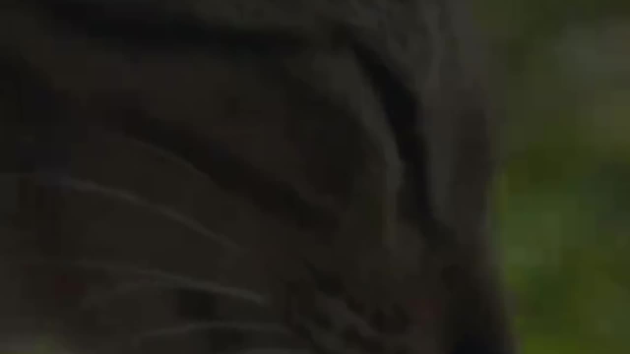 Animal funny video 31