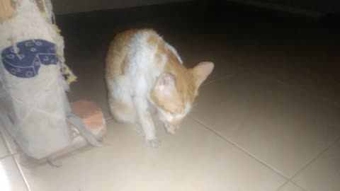 hi guys this is my cat and my name is kio yoyo