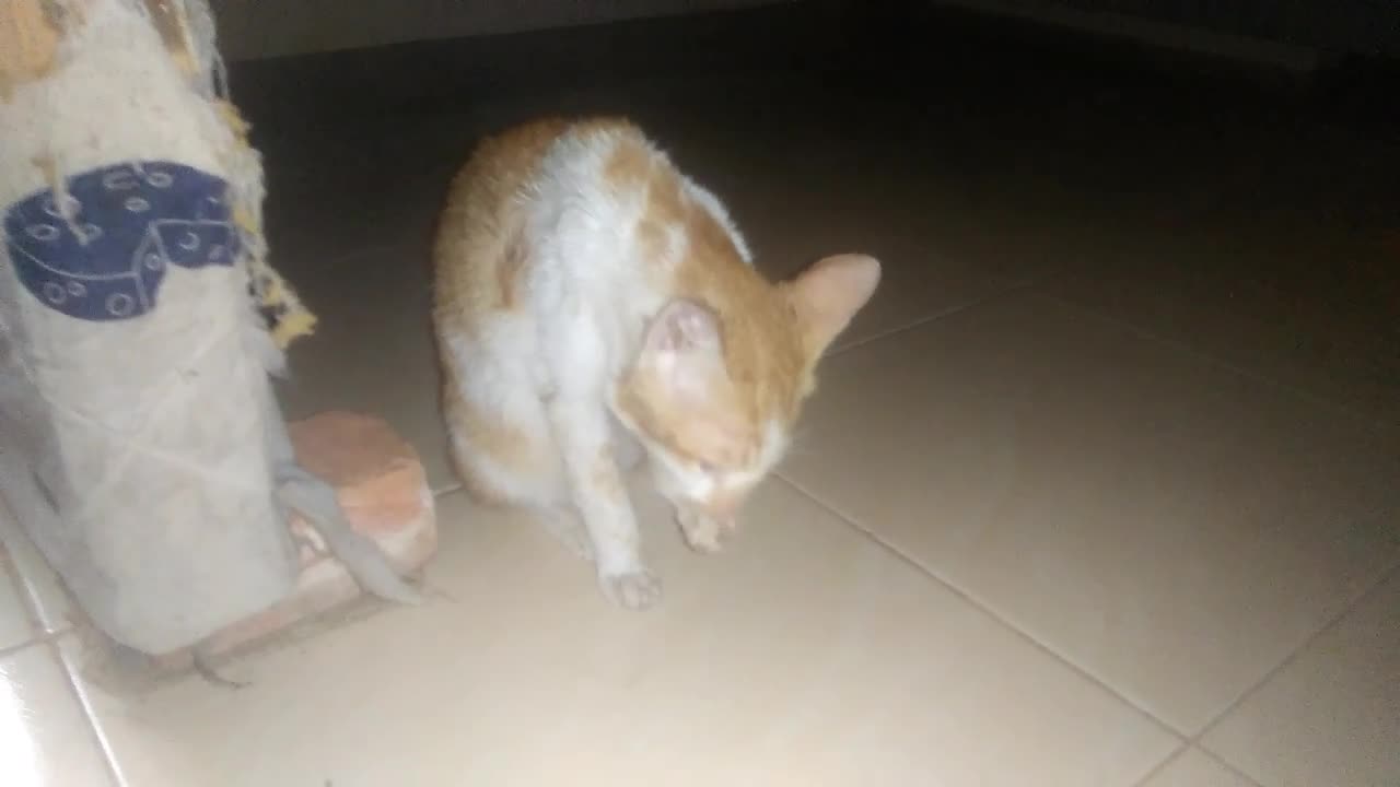 hi guys this is my cat and my name is kio yoyo